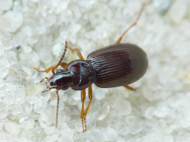 Carabidae Latreille, 1802
